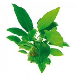 ANUBIAS HASTIFOLIA - le pot