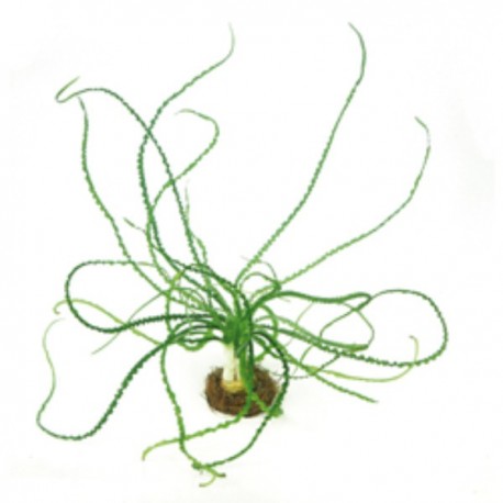 CRINUM CALAMISTRATUM DENNERLE - le bulbe