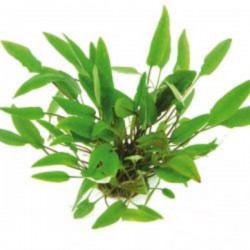 CRYPTOCORYNE AFFINIS DENNERLE - le pot