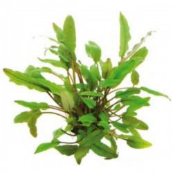 CRYPTOCORYNE BECKETTII DENNERLE - le pot