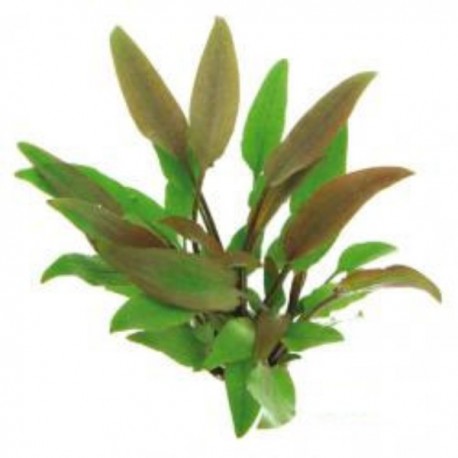 CRYPTOCORYNE LUTEA DENNERLE - le pot