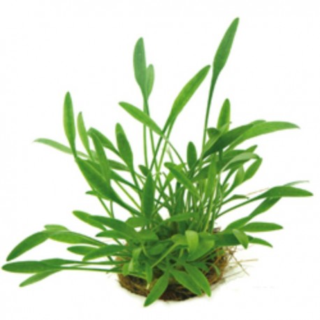 CRYPTOCORYNE PARVA DENNERLE - le pot