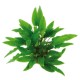 CRYPTOCORYNE WENDTII VERTE DENNERLE - le pot