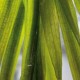 VALLISNERIA AUSTRALIS GIGANTEA - le pot