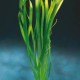 VALLISNERIA AUSTRALIS GIGANTEA - le pot