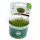 ELEOCHARIS PUSILLA IN VITRO DENNERLE