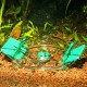 PIEGE A ESCARGOT LIMCOLLECT 2 