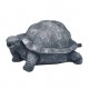 TORTUE