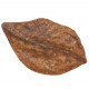 FEUILLES DE CATAPPA XL COLOMBO