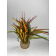 Plante Taille 1 - M1 A8 100 121