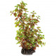 SUPERFISH ART PLANT ROTALA