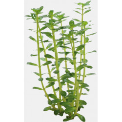 ROTALA INDICA - IN VITRO 5