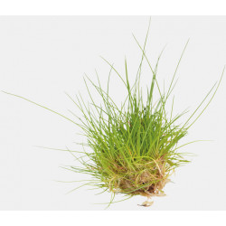 ELEOCHARIS PARVULA - IN VITRO 41