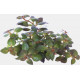 LUDWIGIA PALUSTRIS MINI SUPER RED) - IN VITRO 73