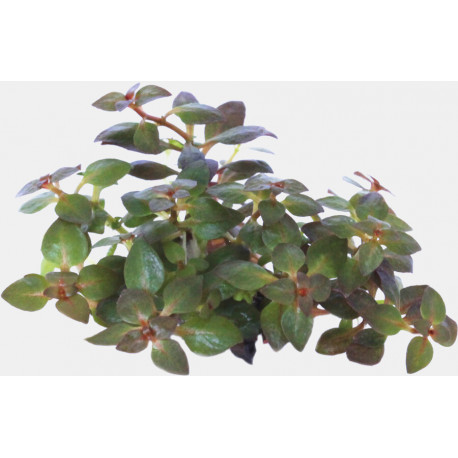 LUDWIGIA PALUSTRIS MINI SUPER RED) - IN VITRO 73