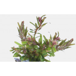 ROTALA H RA - IN VITRO 97