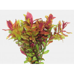 ROTALA MACRANDRA PRODUCT - IN VITRO 101