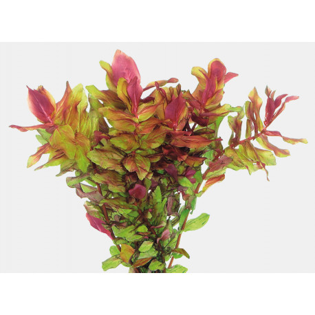 ROTALA MACRANDRA PRODUCT - IN VITRO 101