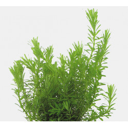 ROTALA WALLICHII - IN VITRO 107