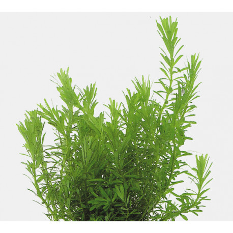 ROTALA WALLICHII - IN VITRO 107