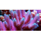 ACROGLOW 50ML - Korallen Zucht