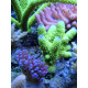 ACROGLOW 50ML - Korallen Zucht