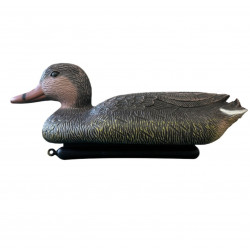 COLVERT FEMELLE