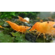DENNERLE SHRIMP SALT GH+/KH+ 1000gr