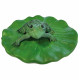 GRENOUILLE FLOTTANTE SUR NENUPHAR