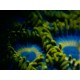 NANOSCOPE