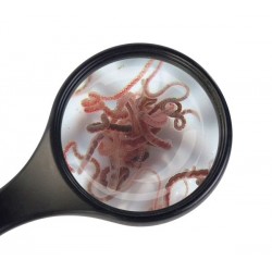 NOURRITURE VIVANTE - TUBIFEX - SACHET 90 ML - PAR 5 (pu : 140)