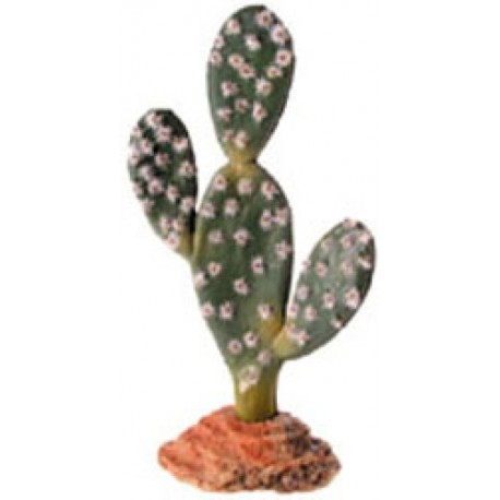 CACTUS SAHARA