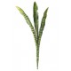 SANSEVIERIA