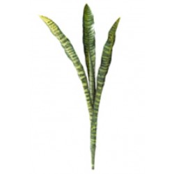 SANSEVIERIA