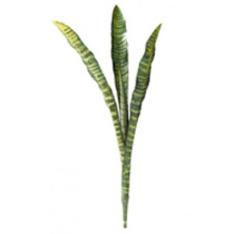 SANSEVIERIA