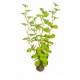 EASY PLANTS SUPERFISH 30cm ref A4070325
