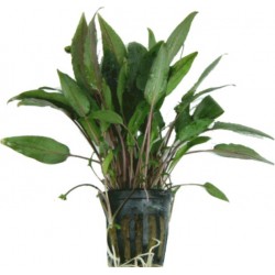 CRYPTOCORYNE BECKETTII - les 2 pots