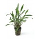 CRYPTOCORYNE NEVILLI - les 2 pots