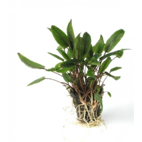 CRYPTOCORYNE PETCHII - les 2 pots