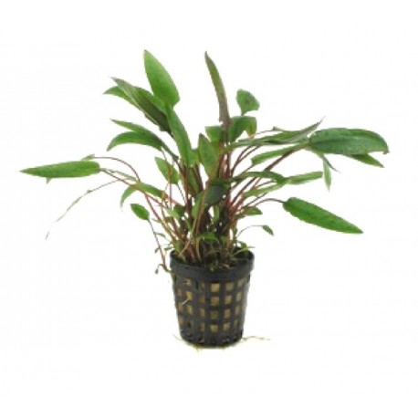 CRYPTOCORYNE UNDULATUS - les 2 pots