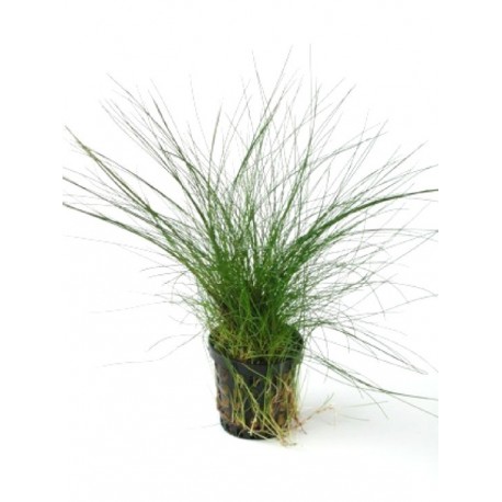 ELEOCHARIS ACICULARIS - les 2 pots