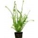 ROTALA WALLICHII - les 2 pots