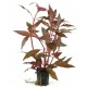 ALTERNANTHERA CARDINALIS - les 2 pots