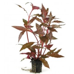 ALTERNANTHERA CARDINALIS - les 2 pots