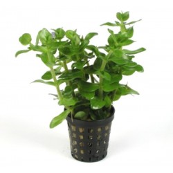 BACOPA AMPLEXICAULIS - les 2 pots