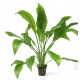 ECHINODORUS BLEHERI - les 2 pots