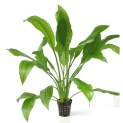 ECHINODORUS BLEHERI - les 2 pots