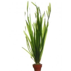 VALLISNERIA SPIRALIS - les 2 bouquets