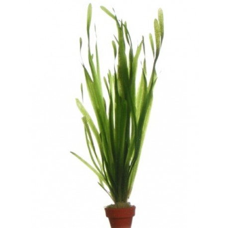 VALLISNERIA SPIRALIS - les 2 bouquets