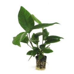 ANUBIAS HETEROPHYLLA - le pot